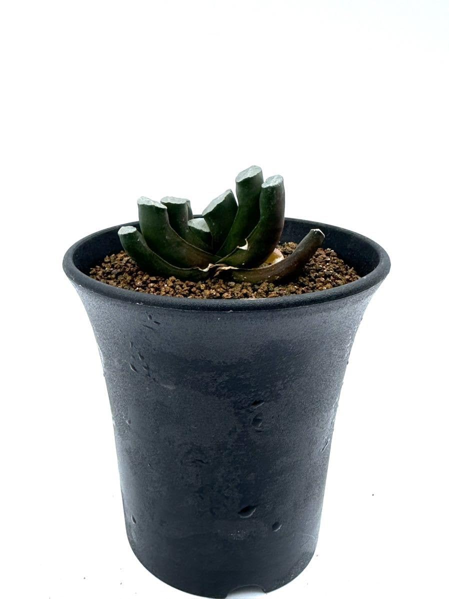 Amazon.co.jp: ハオルチア 玉扇 ブルーコンゲスタ haworthia 抜き苗